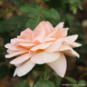 Schoolgirl - Climbing Rose
