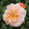 Schoolgirl - Climbing Rose