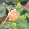 Schoolgirl - Climbing Rose