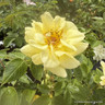 Summertime - climbing rose
