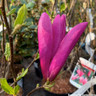 Magnolia Susan