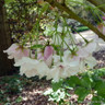 Prunus 'Fragrant Cloud' (flowering cherry) 175/200