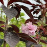 Prunus 'Royal Burgundy' - BAREROOT