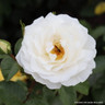 White Cloud - Climbing Rose