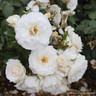 White Cloud - Climbing Rose