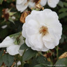 White Cloud - Climbing Rose