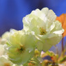 Prunus 'Ukon' (Flowering Cherry) BAREROOT