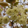 Prunus 'Ukon' (Flowering Cherry) BAREROOT