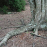 Prunus 'Ukon' (Flowering Cherry) BAREROOT