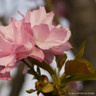 Prunus 'Beni Yutaka' -(Flowering Cherry) BAREROOT