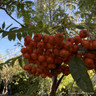 Sorbus commixta 'Embley' BAREROOT