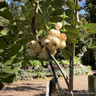 Sorbus 'Pink Pagoda' BAREROOT