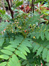 Sorbus cashmiriana - 150-175cm