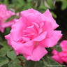 Zepherine Drouhin - Climbing Rose