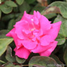 Zepherine Drouhin - Climbing Rose