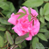 Zepherine Drouhin - Climbing Rose