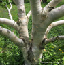 Betula ermanii (Erman's Birch) - 200/250cm