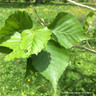 Betula ermanii (Erman's Birch) - 200/250cm