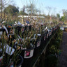 View of bareroot roses in the nursery