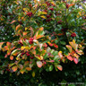 Crataegus persimilis 'Prunifolia' BAREROOT