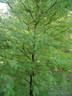 Taxodium distichum 175/200cm (Swamp cypress)