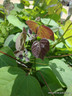 Catalpa purpurea 27L bag