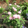 Baroness Rothschild - Shrub Rose