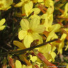 Jasminum nudiflorum (Winter Jasmine) 2ltr