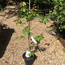 Acer griseum (Paperbark Maple) 