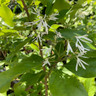 Chionanthus retusus (Chinese fringe tree)