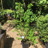 Chionanthus retusus (Chinese fringe tree)