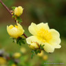 Canary Bird - Shrub Rose