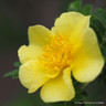 Canary Bird - Shrub Rose