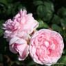 Compte De Chambord - Shrub Rose