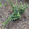 Cotoneaster 'Coral Beauty - 3ltr pot