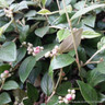 Vitis 'Centenial' seedless (grape) 4L