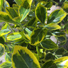 Caragana Pendula BAREROOT
