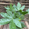 Fatsia Japonica small