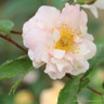 Cornelia - Shrub Rose