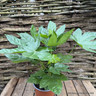 Fatsia Japonica