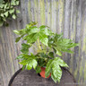 Fatsia Japonica