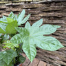 Fatsia Japonica