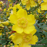 Hypericum patulum 'Hidcote' (St John's Wart) - 2ltr pot