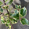 Ilex aquifolium 'Argentea Marginata' (80-000cm) 3ltr