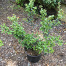 Osmanthus delavayi - 3ltr