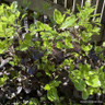 Pittosporum 'Tom Thumb' - 3L