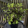 Pittosporum 'Tom Thumb' - 3L