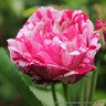Ferdinand Pichard - Shrub Rose