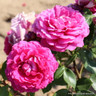 Louise Odier - Shrub Rose
