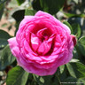 Louise Odier - Shrub Rose